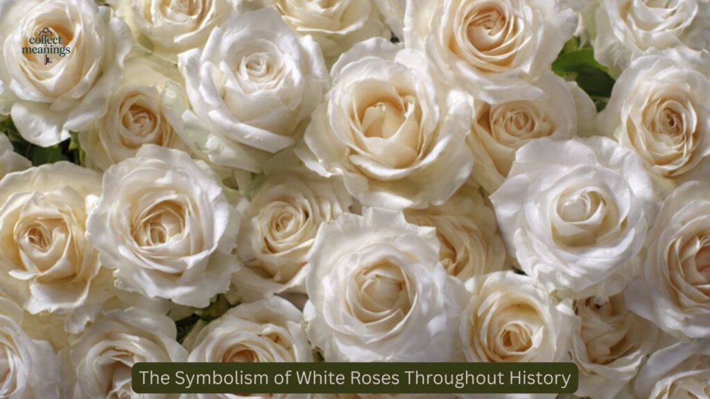 The Symbolism of White Roses Throughout History