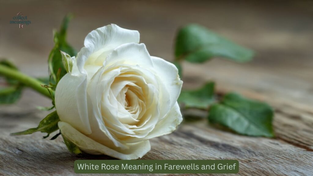 White Rose Meaning in Farewells and Grief