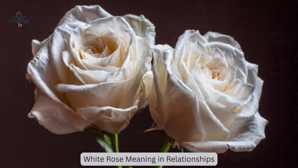 White Rose Meaning in Relationships