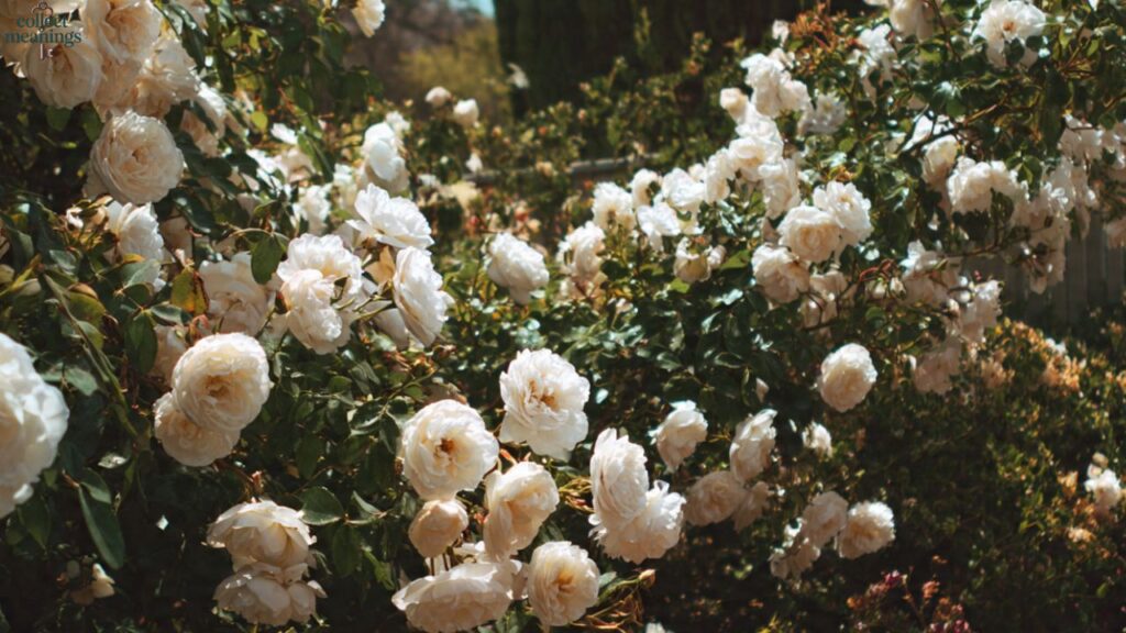 How to Use White Roses in Your Garden