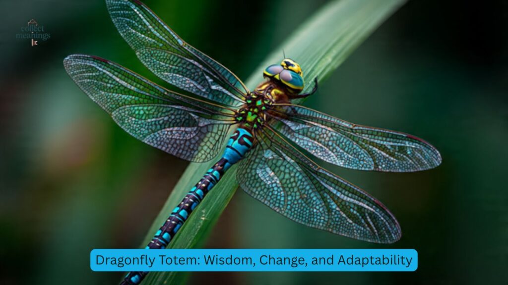 Dragonfly Totem: Wisdom, Change, and Adaptability