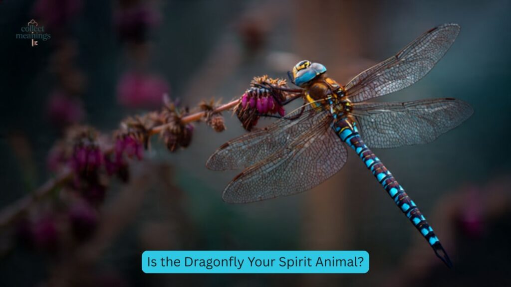 Is the Dragonfly Your Spirit Animal?