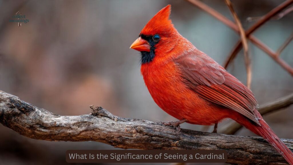 What Is the Significance of Seeing a Cardinal
