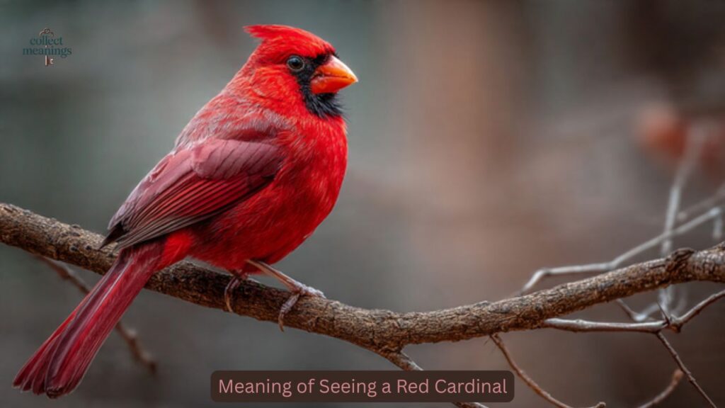 Meaning of Seeing a Red Cardinal
