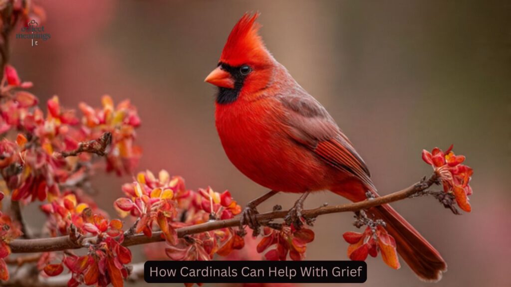 How Cardinals Can Help With Grief