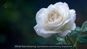 White Rose Meaning: Symbolism and History Explained - collect meanings