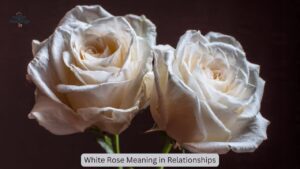 White Rose Meaning: Symbolism and History Explained - collect meanings